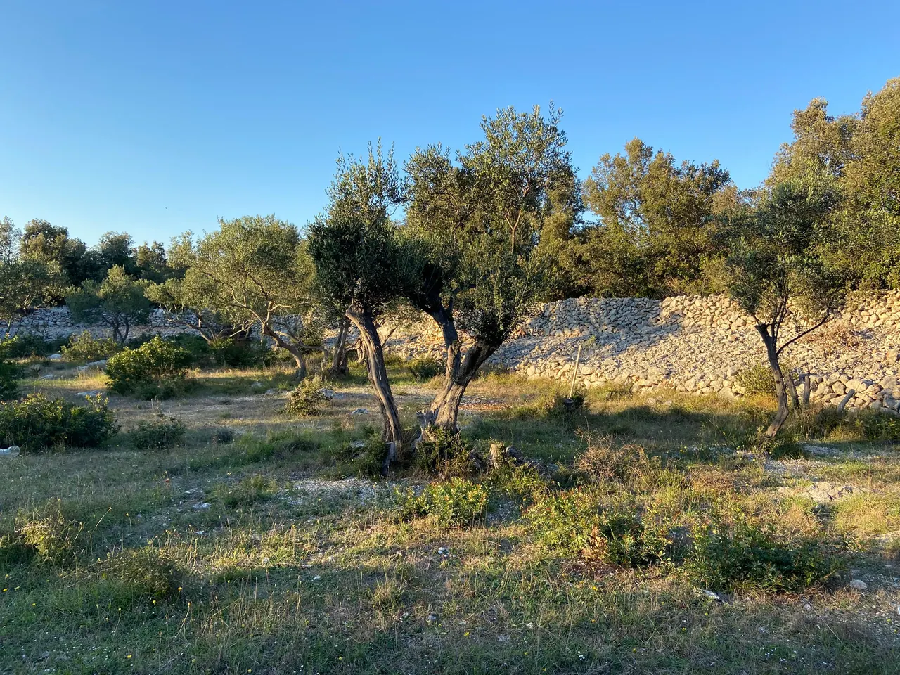 Old olive trees in a grove bordered by a dry-stone wall in evening light